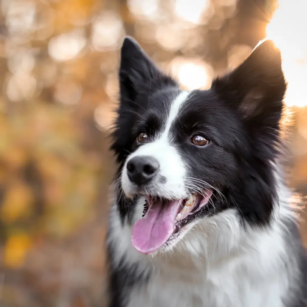 Border collie jesienią