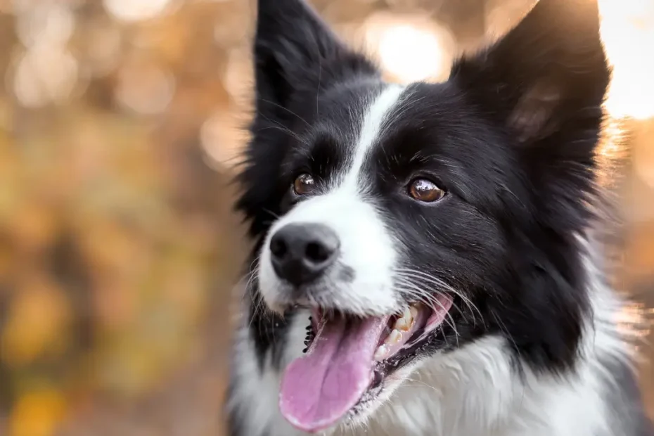 Border collie jesienią