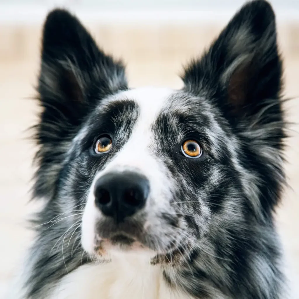 Poglądowy przewodnik po rasie psów - Border Collie: Inteligencja, Zwrotność i Wierność 2 Zamyślony border collie z dużymi brązowymi oczami