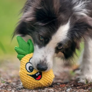 Pies bawiący się Pluszową zabawką Ananas dla psa