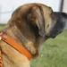 Obroża z miękkiej skóry pomarańczowa na psie z bliska