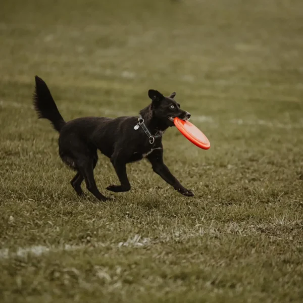 pies bawiący się Frisbee dla psa na łące