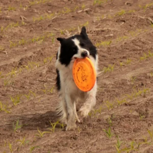 pies z Frisbee dla psa na polu