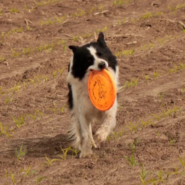 pies z Frisbee dla psa na polu