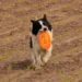pies z Frisbee dla psa na polu