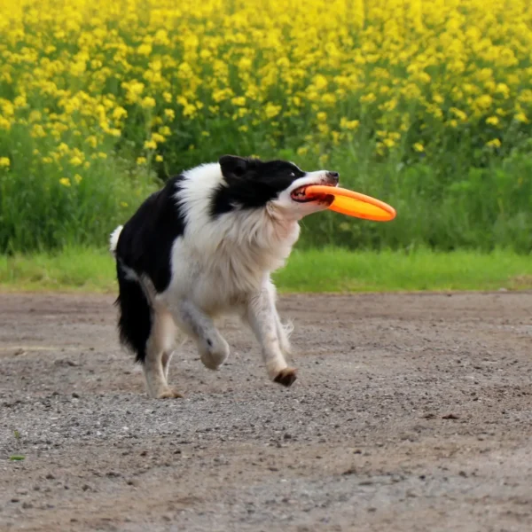 pies bięgnący z Frisbee dla psa w pysku