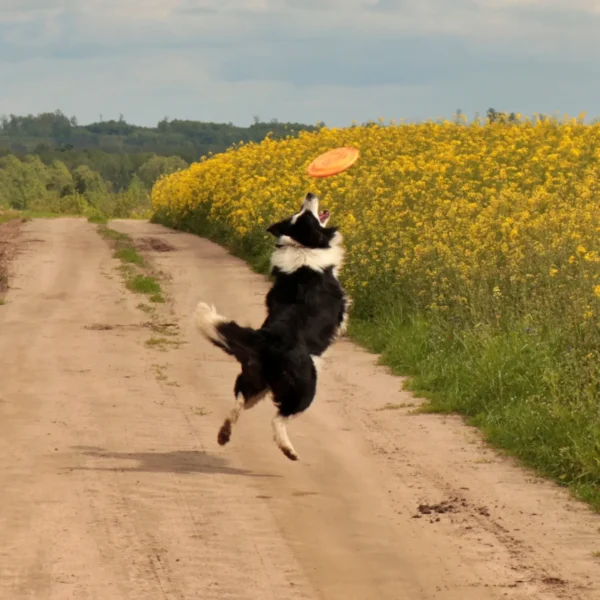 pies łapiący Frisbee dla psa
