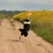 pies łapiący Frisbee dla psa