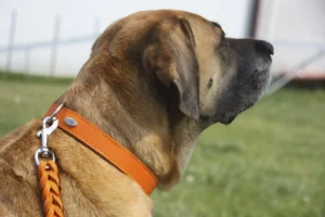 obroża z miękkiej skóry na psie pomarańczowa na trawie